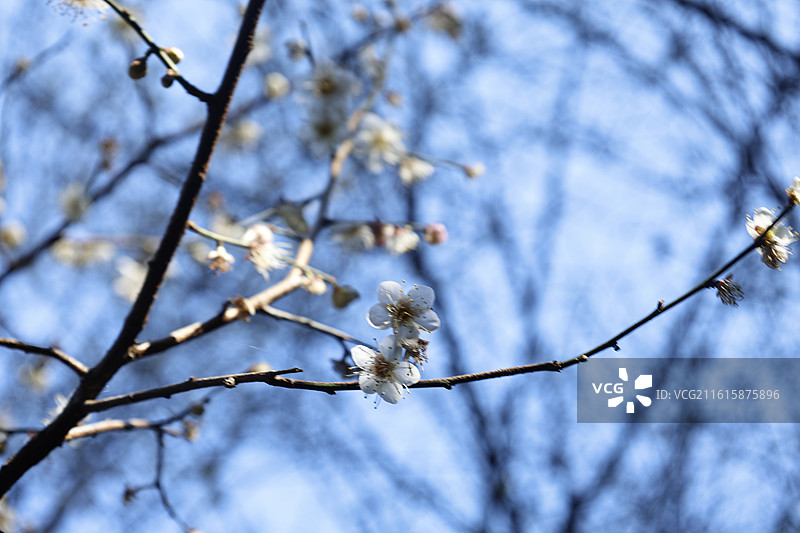 华亭寺图片素材