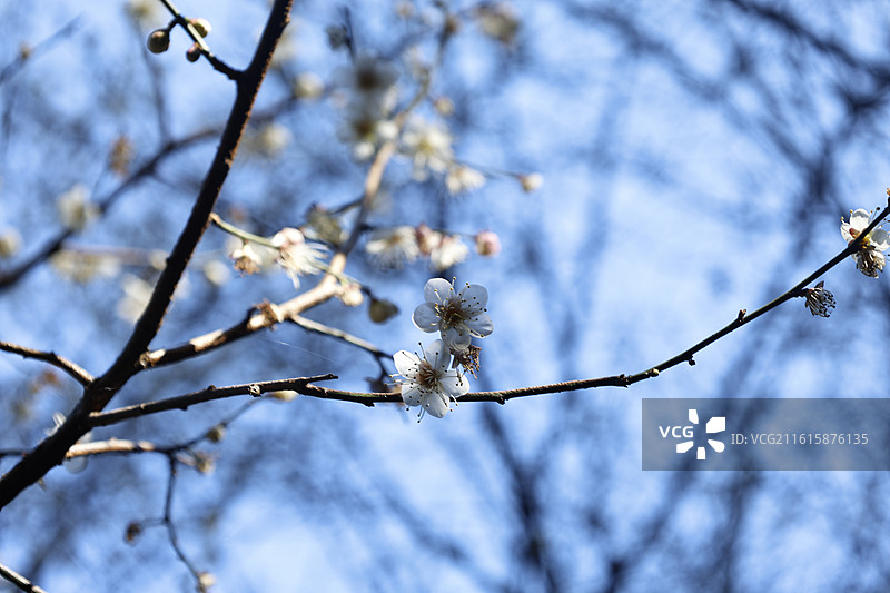 华亭寺图片素材