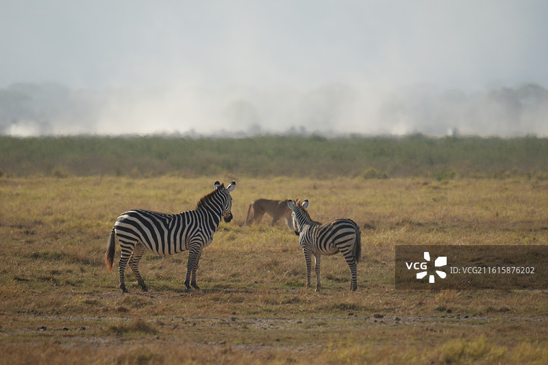 乞力马扎罗象群图片素材