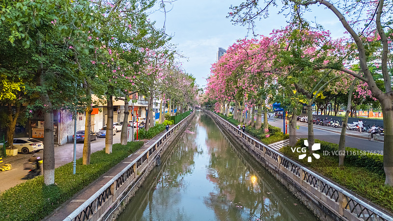 广洲荔湾大肚木棉花开季图片素材