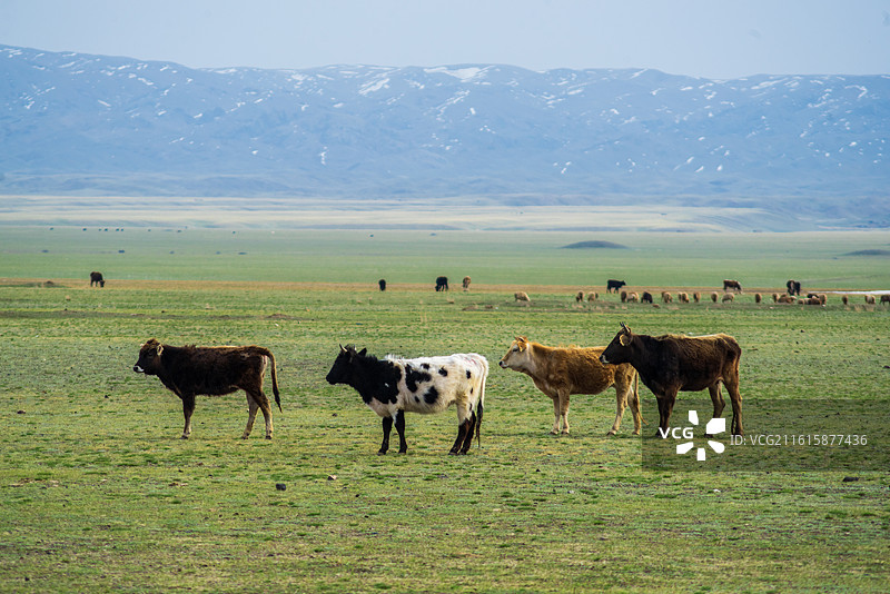 托里县牧业发展5图片素材