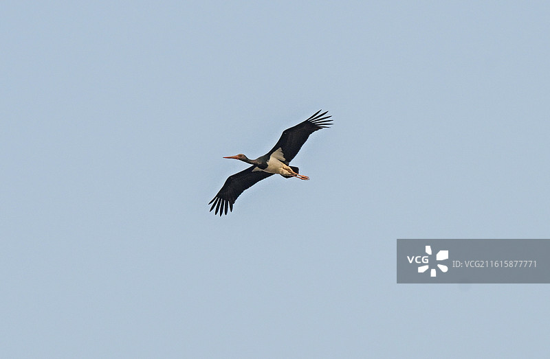 1月16日国保一级黑鹳被乌鸦驱逐图片素材