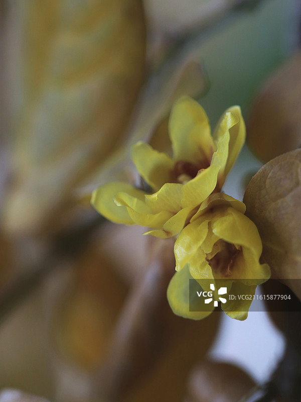 腊梅 花&叶图片素材