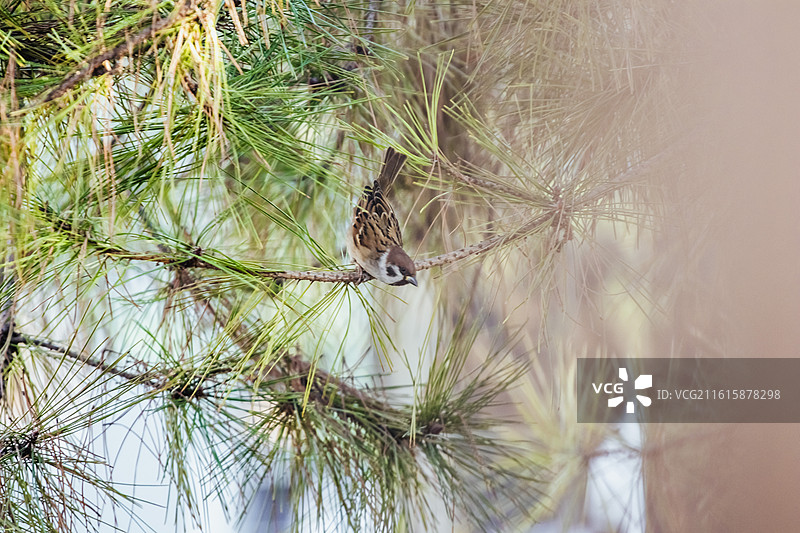 西安广仁寺门口的麻雀在觅食图片素材