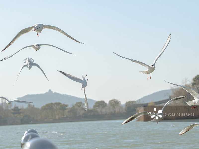 长广溪红嘴鸥（一）图片素材