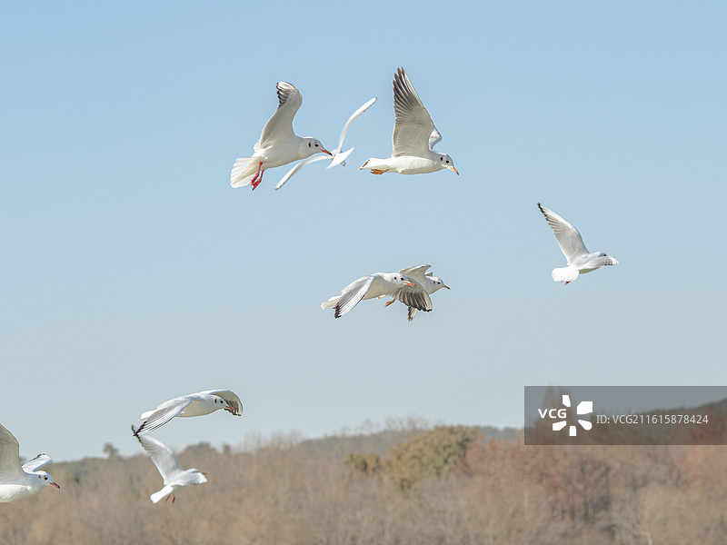 长广溪红嘴鸥（一）图片素材