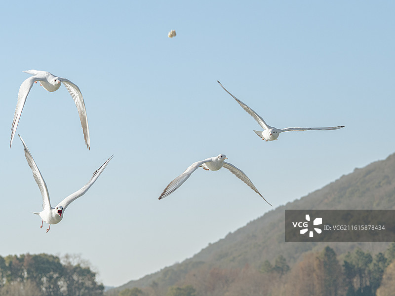 长广溪红嘴鸥（一）图片素材