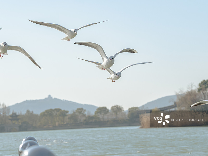 长广溪红嘴鸥（一）图片素材