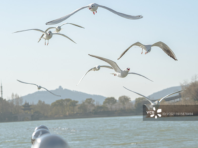长广溪红嘴鸥（一）图片素材
