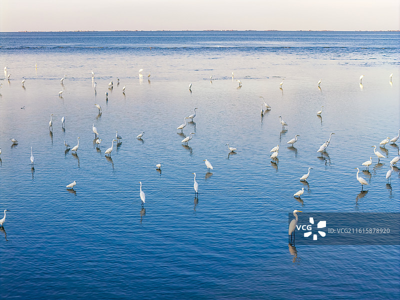 马来西亚槟城第二跨海大桥与白鹭风景航拍图片素材
