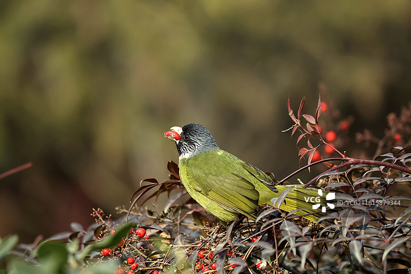 领雀嘴鹎 南天竹果实图片素材