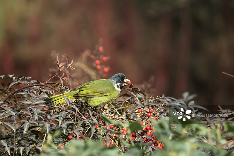领雀嘴鹎 南天竹果实图片素材