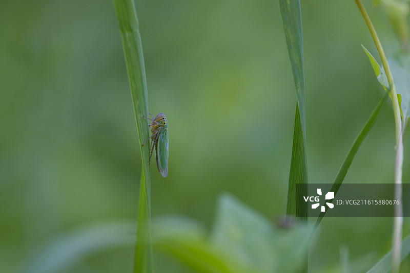 打碗花图片素材