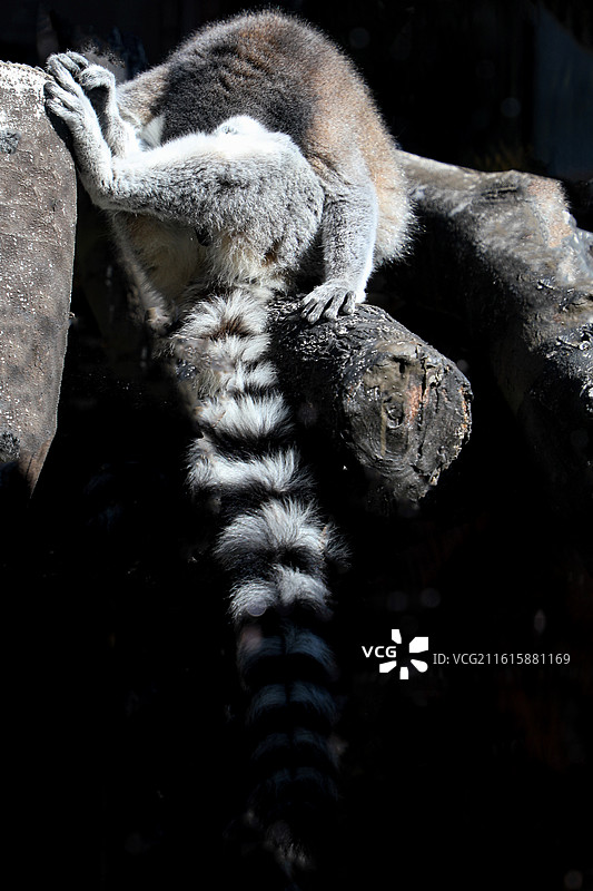 环尾狐猴图片素材