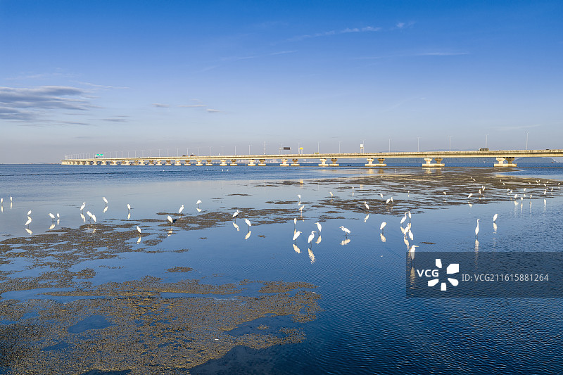 马来西亚槟城第二跨海大桥与白鹭风景航拍图片素材