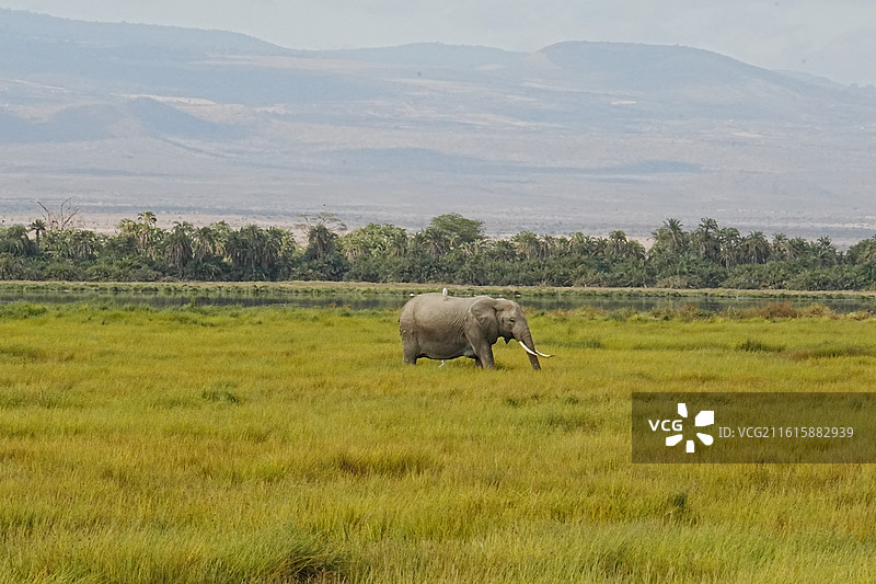 乞力马扎罗野生动物图片素材