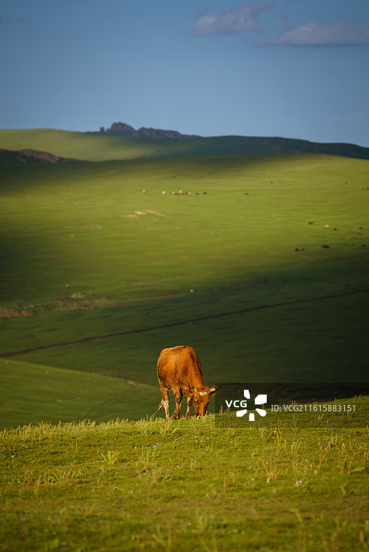 草原上的牛图片素材
