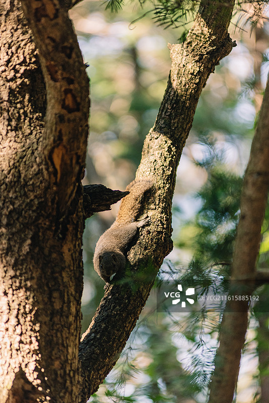 树林中的松鼠图片素材