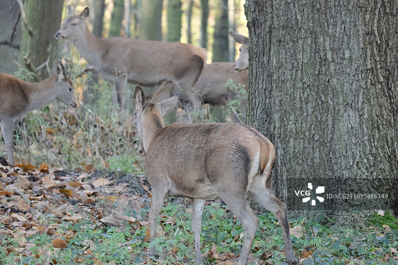 鹿园 Nottingham Wollaton Park图片素材