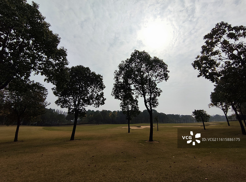 草地上的树图片素材