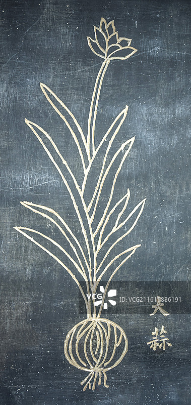 湖北省黄冈市蕲春县李时珍纪念馆石刻中草药大蒜图片素材