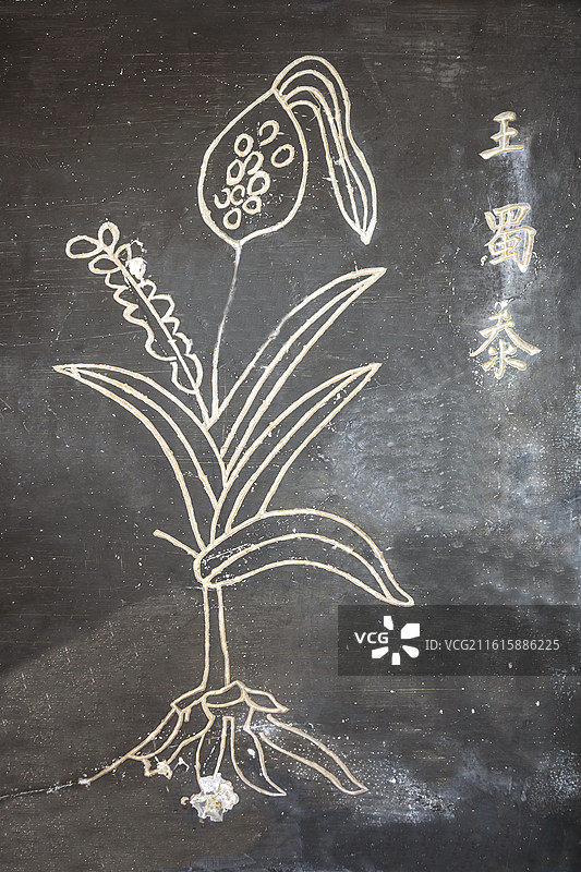 湖北省黄冈市蕲春县李时珍纪念馆石刻中草药王蜀沗图片素材