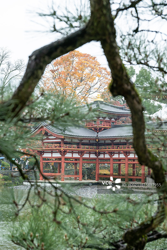 日本宇治市平等院秋色图片素材