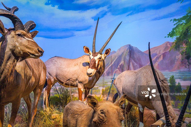 博物馆非洲哺乳动物标本图片素材