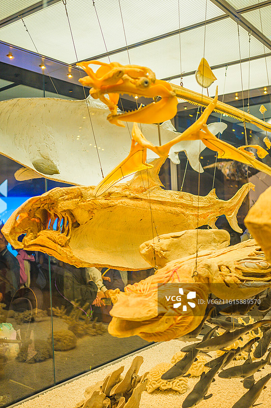 海洋生物博物馆鱼类解剖生物标本图片素材