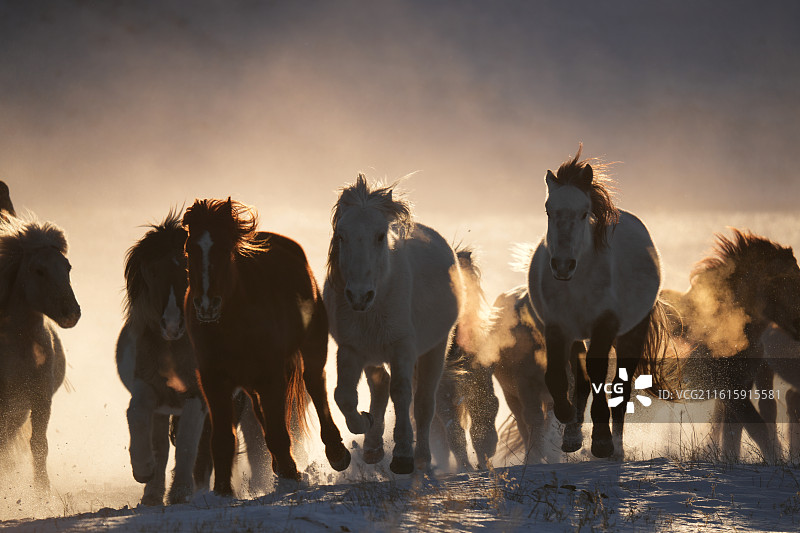 黄昏 日落 骏马 奔驰 阳光 逆光 奋进 马年 一马当先图片素材