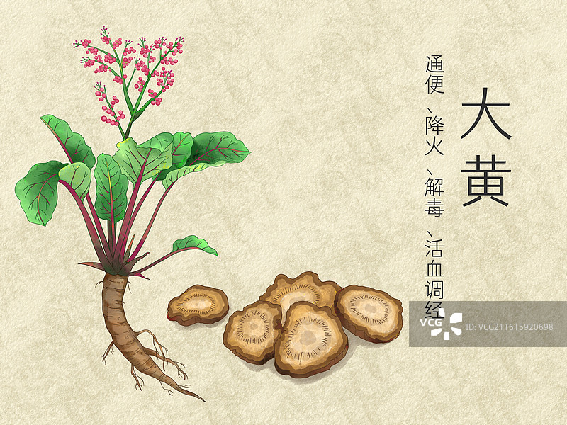 手绘水彩中药药材大黄插画图片素材