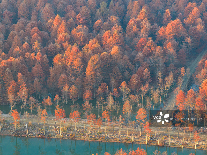 皖南地区宣城市宁国落羽杉湿地公园乡村日出晨雾云海风光图片素材