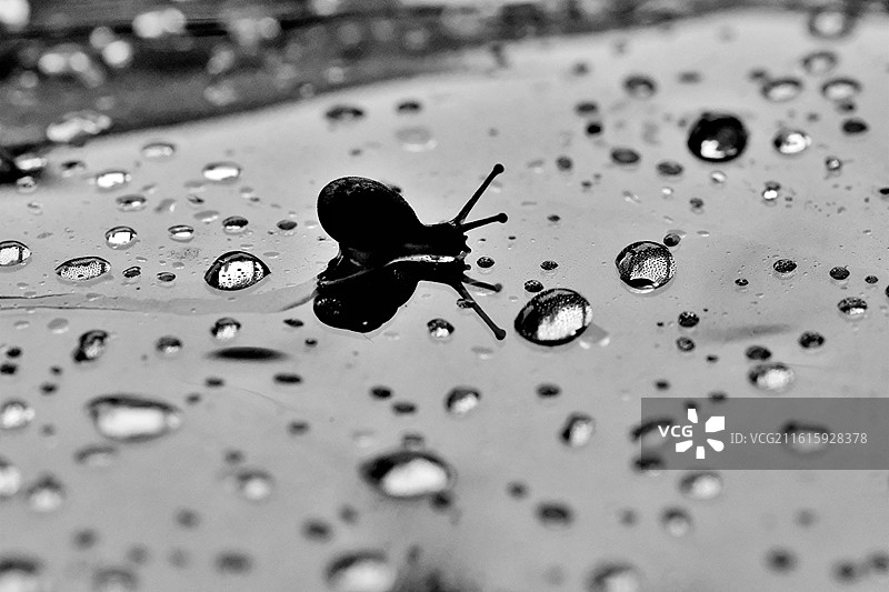 秋天秋雨季爬行的小蜗牛。风景背景图壁纸图片素材