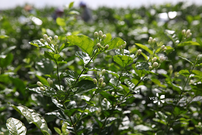 广西横州市陶圩镇茉莉花图片素材