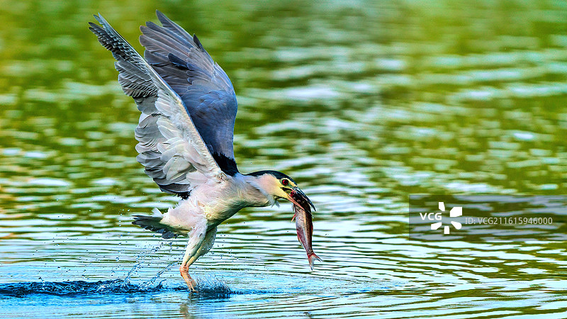 夜鹭衔鱼图片素材