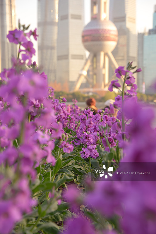 上海北外滩植物紫罗兰花海陆家嘴地标建筑图片素材