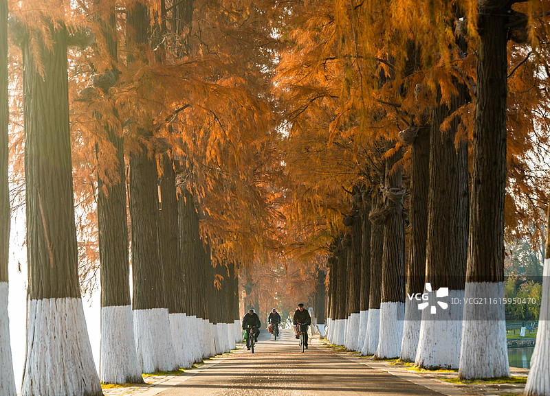东湖生态旅游风景区 听涛绿道秋日清晨骑行  橙黄水杉  湖岸步道图片素材
