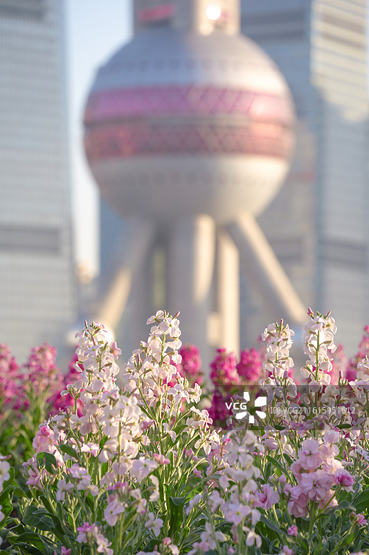 上海北外滩植物紫罗兰花海陆家嘴地标建筑图片素材