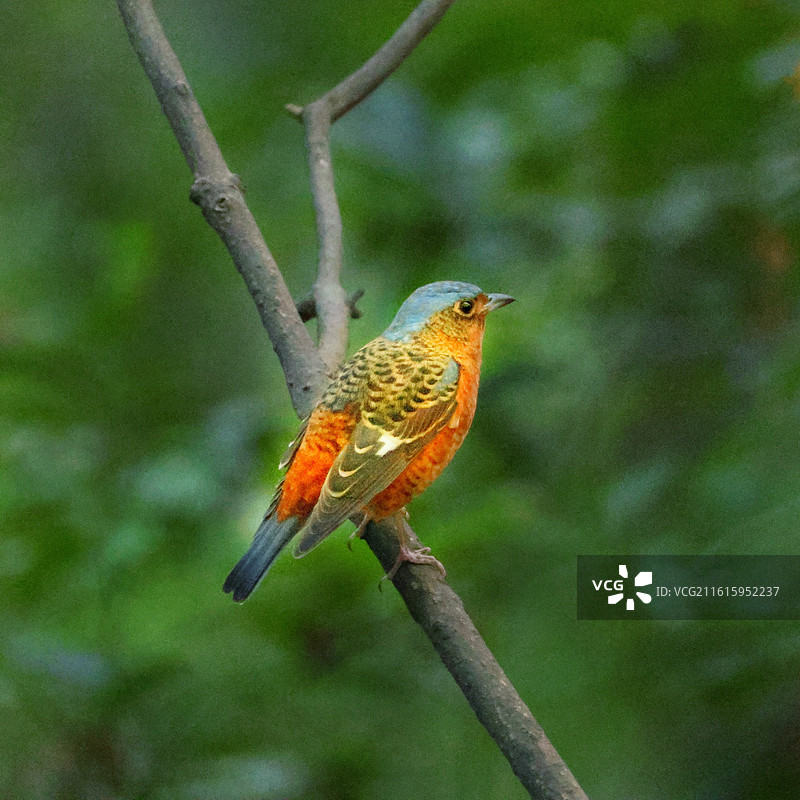白喉矶鸫侧面照图片素材