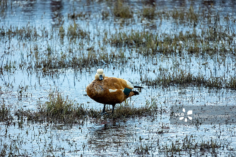 湿地公园中的麻鸭大黄鸭图片素材