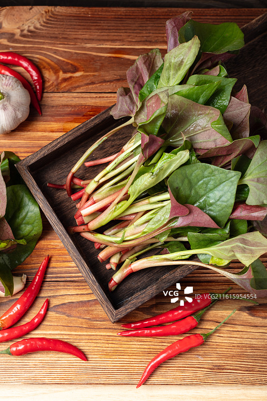 新鲜鱼腥草图片素材