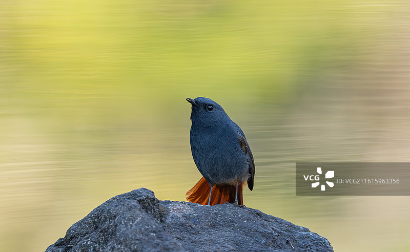 溪涧高歌的红尾水鸲雄鸟图片素材