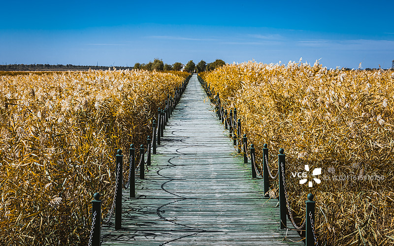 吉林·向海自然保护区图片素材