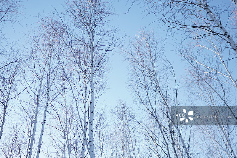 漠河最北极，星空和白桦树林图片素材