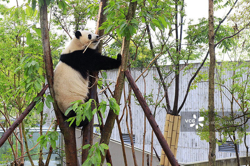 成都大熊猫繁育研究基地大熊猫爬树图片素材