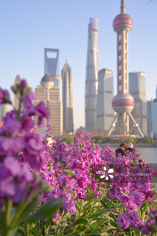 上海北外滩植物紫罗兰花海陆家嘴地标建筑图片素材