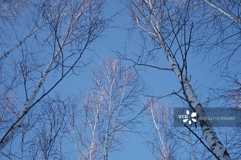 漠河最北极，星空和白桦树林图片素材