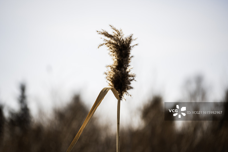 冬季芦苇特写图片素材