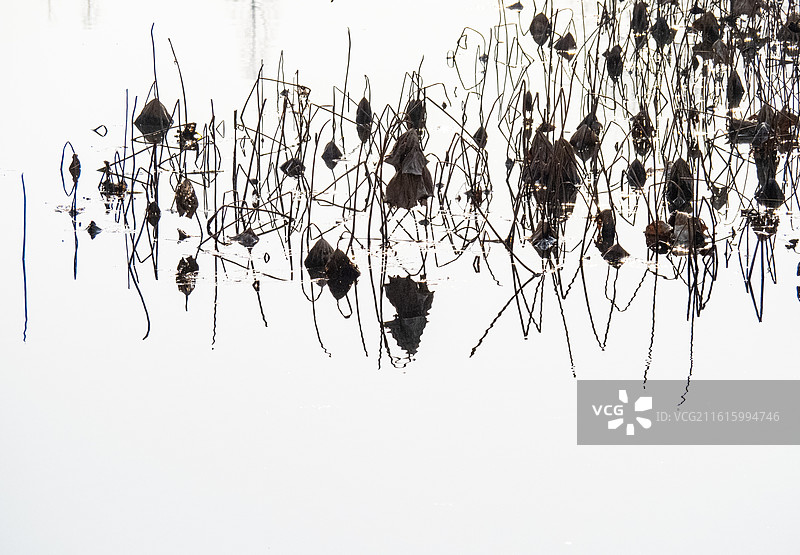 西湖残荷图片素材