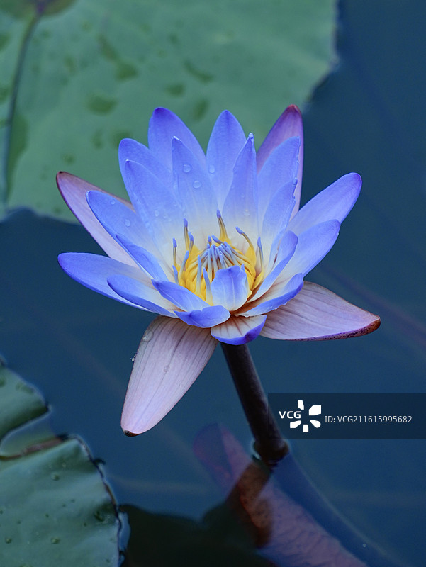 蓝睡莲图片素材